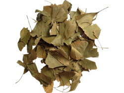 GINCKOBILOBA EN HOJAS