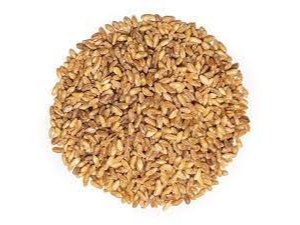 TRIGO CANDEAL (Copia)