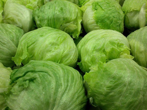 LECHUGA REPOLLADA KG
