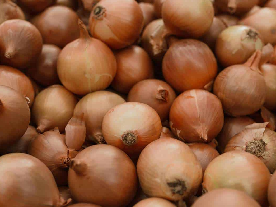 CEBOLLA