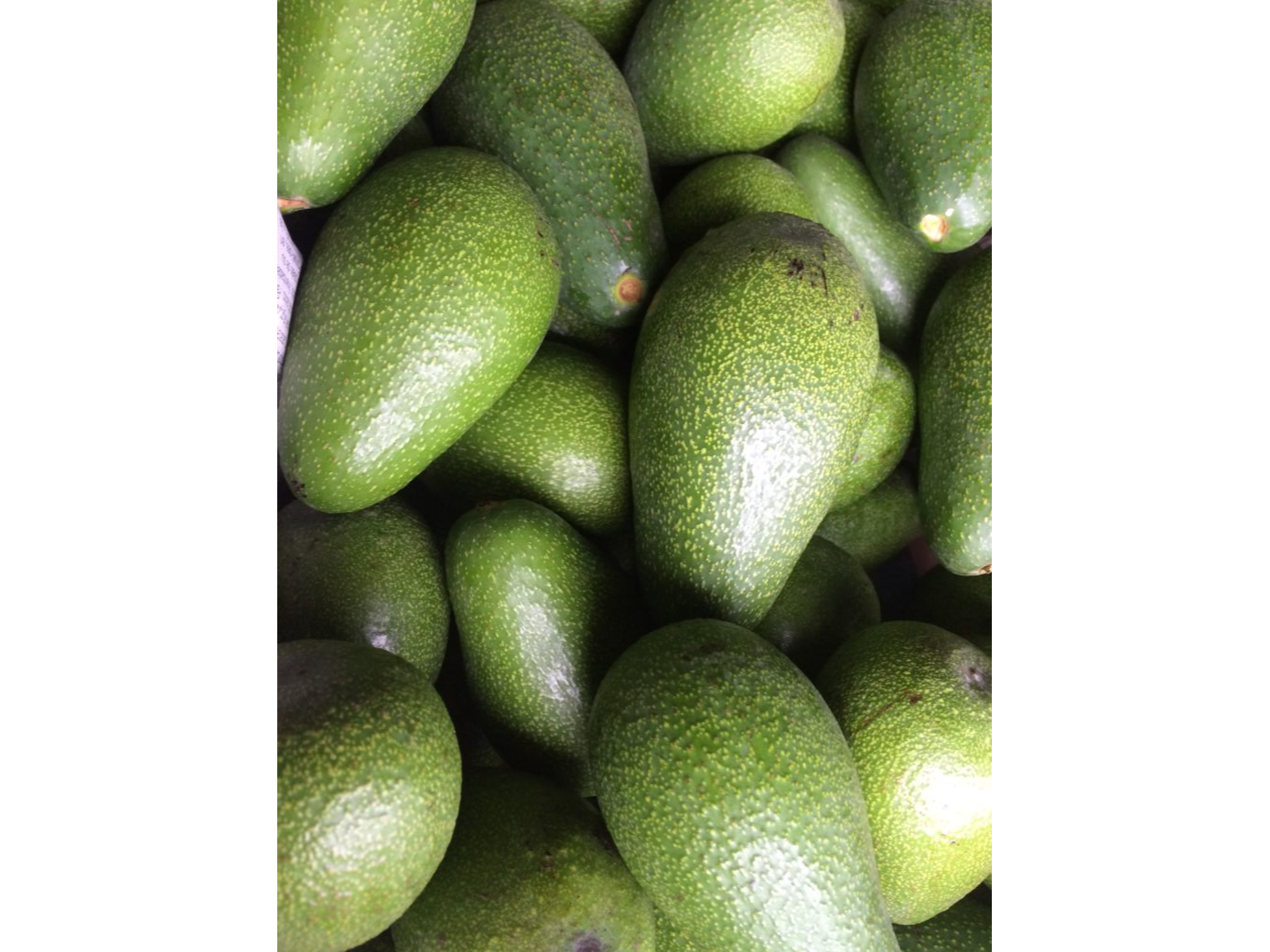 PALTA FUERTE K