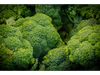 BROCOLI K
