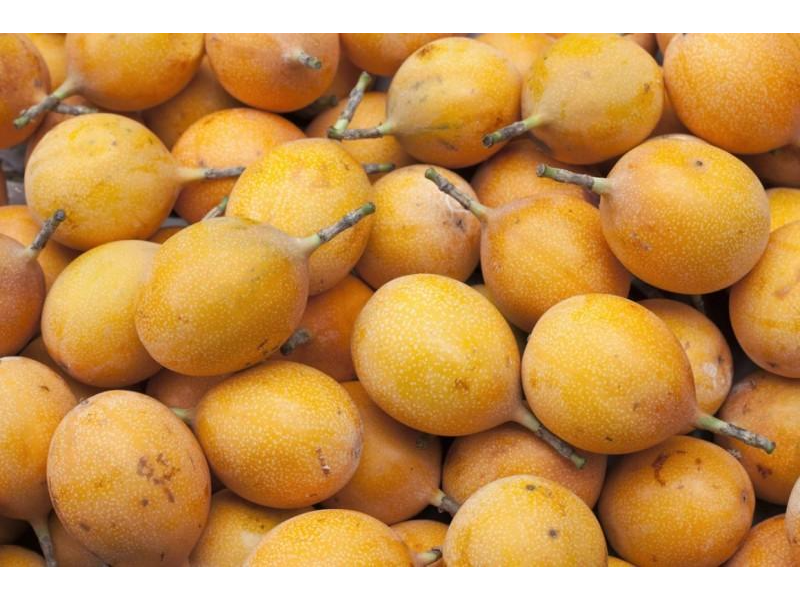 GRANADILLA K