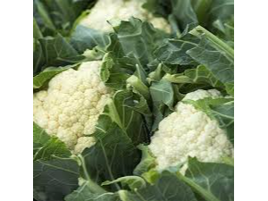 COLIFLOR UND