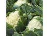 COLIFLOR UND