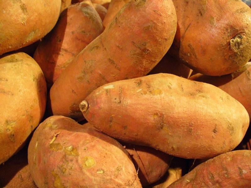 CAMOTE AMARILLO K