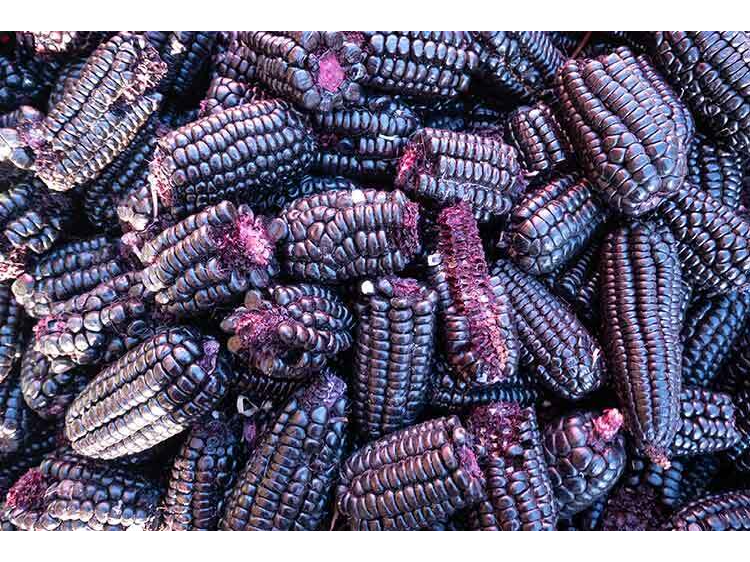 MAIZ MORADO K