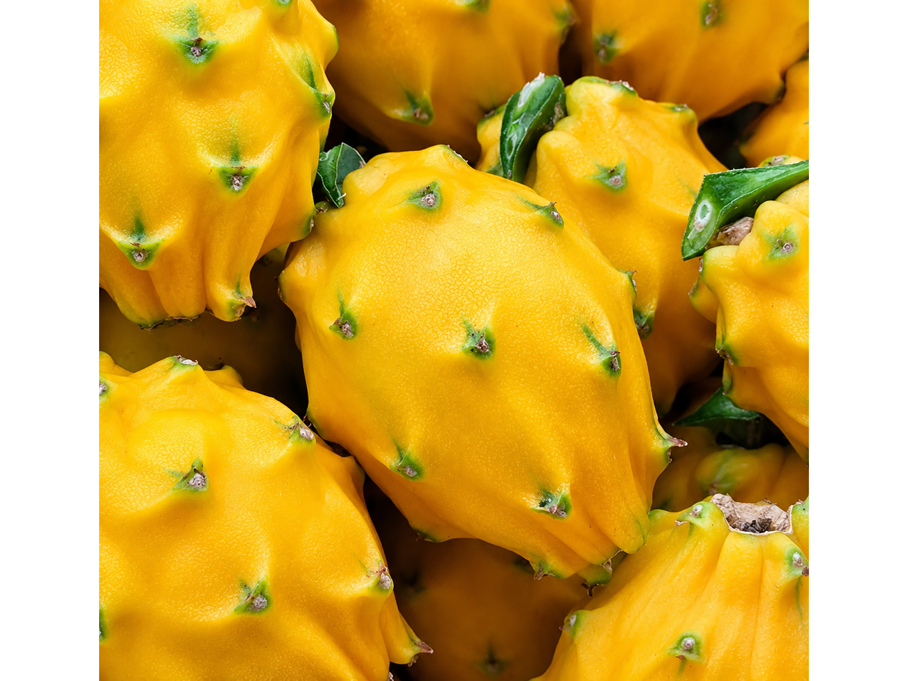 PITAHAYA AMARILLA K