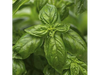 ALBAHACA 100 G