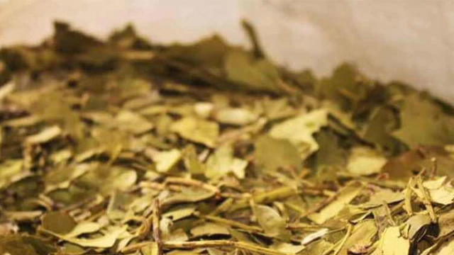 YERBA MATE
