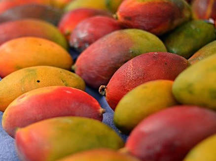 Mango Brasil