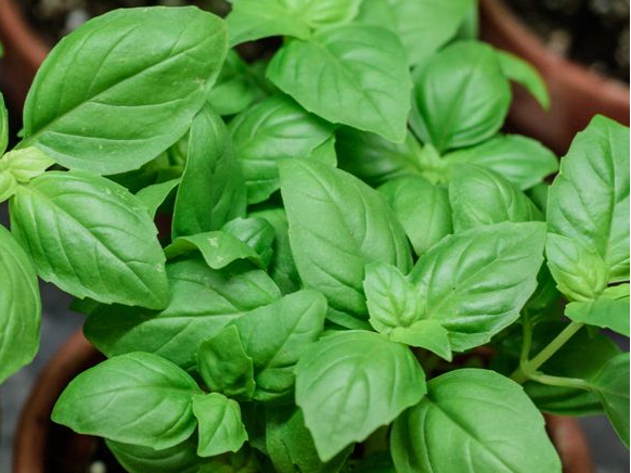 Albahaca
