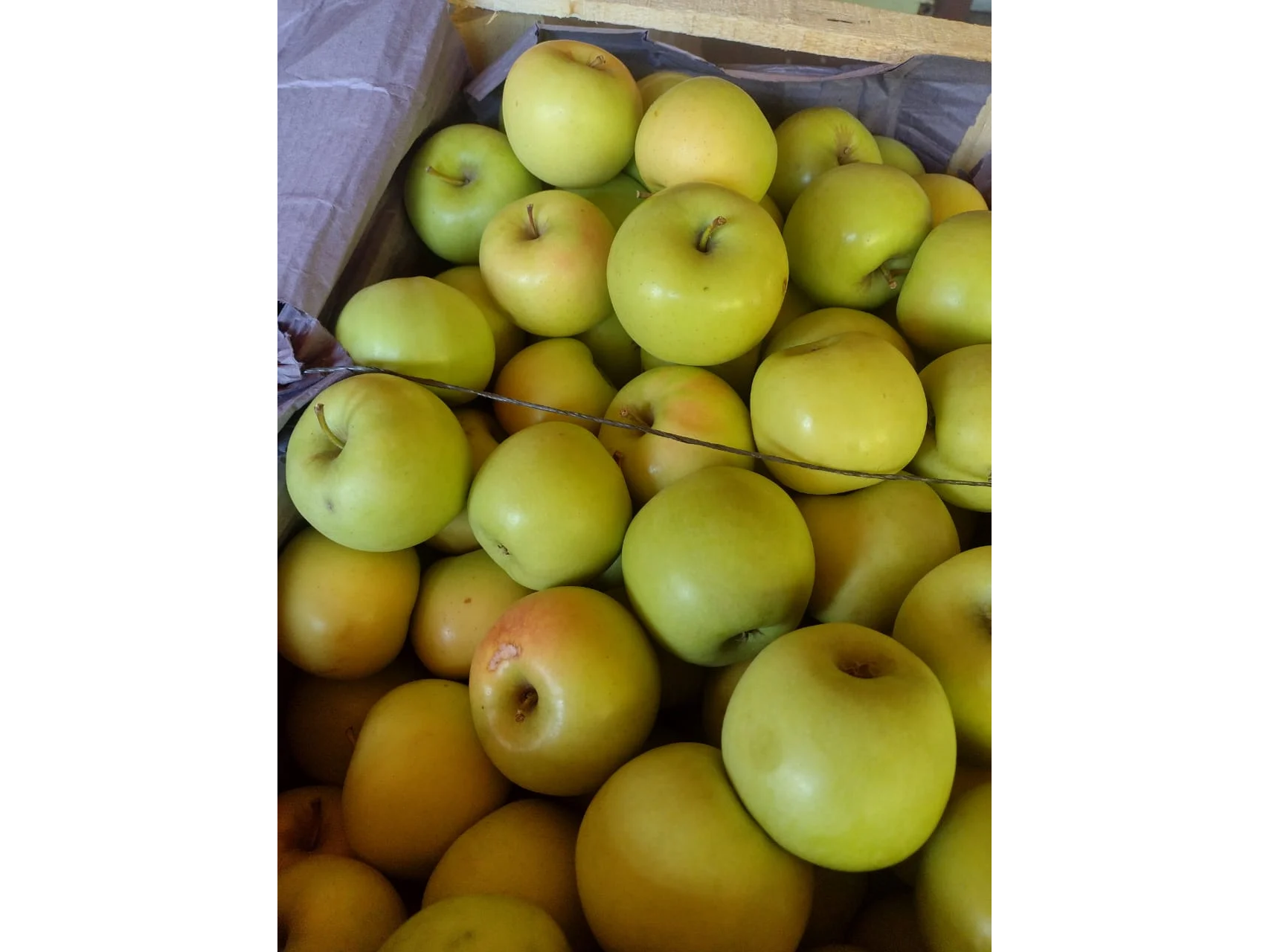 Manzana Golden