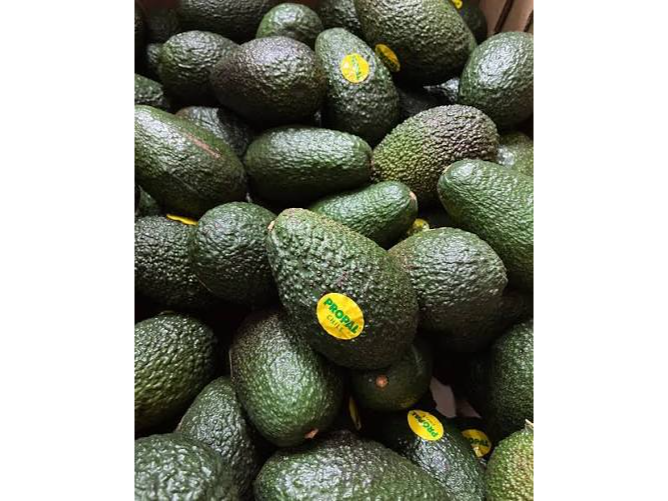 Palta PROPAL Grande