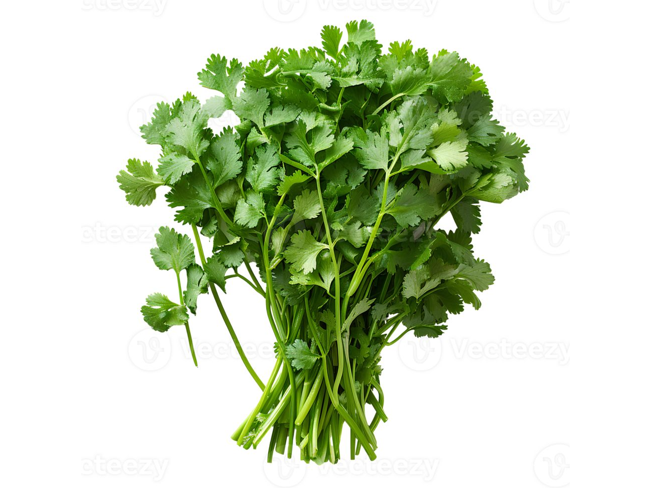 Cilantro