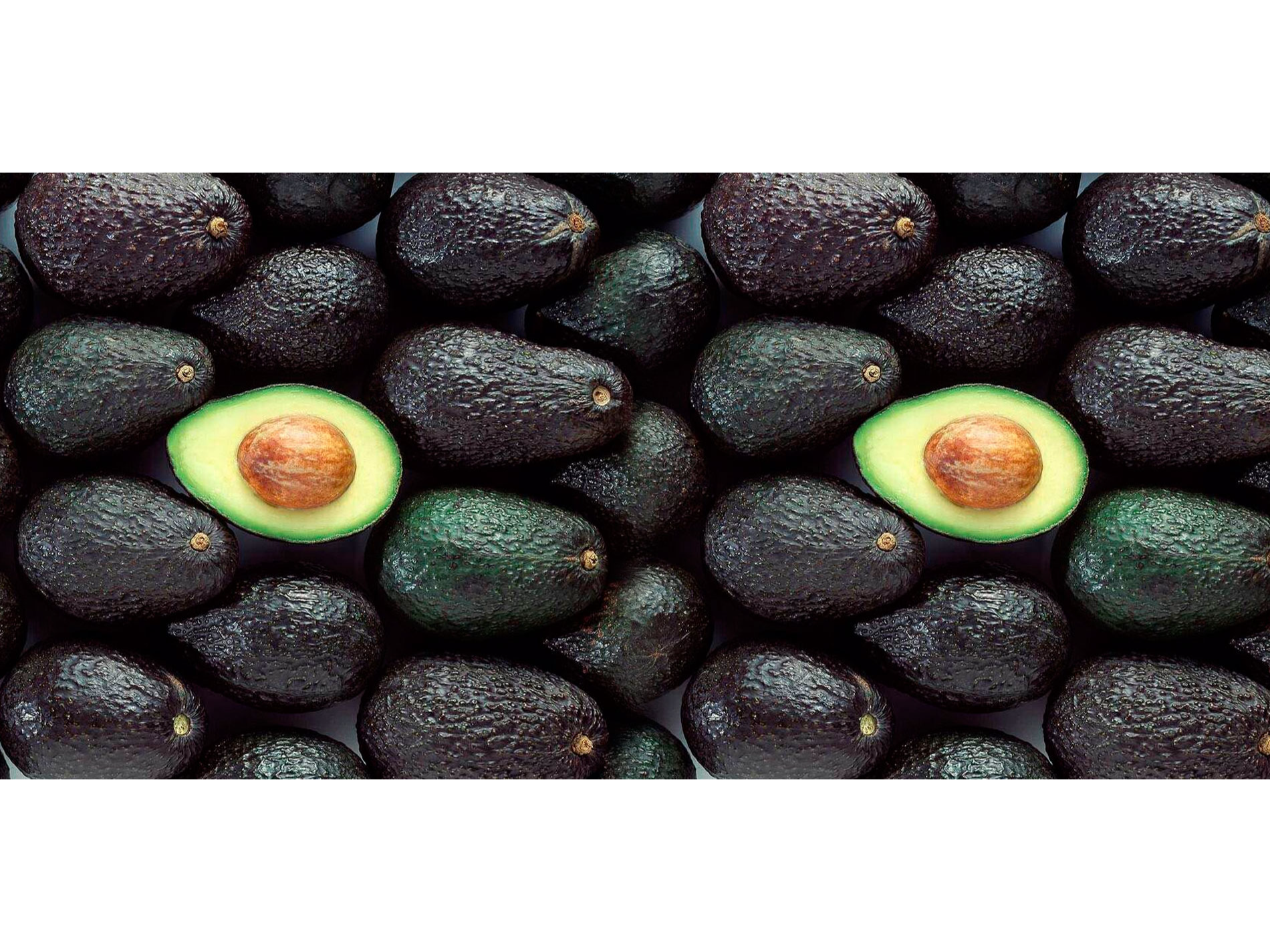 Palta PROPAL Chica