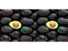 Palta PROPAL Chica