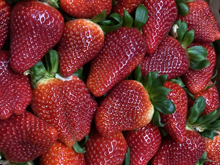 Frutilla de Verdulería Aguaribay