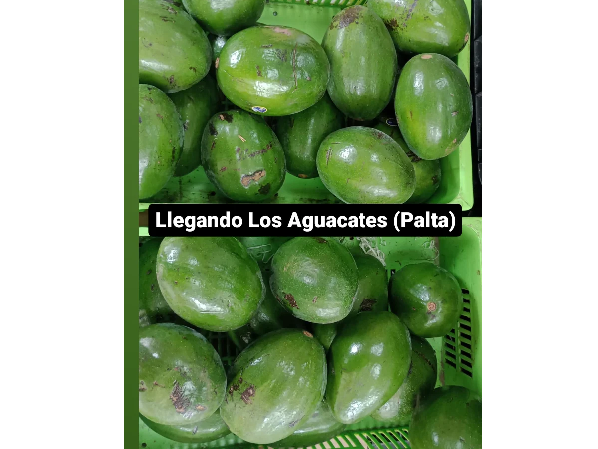 Aguacate 🥑 Palta El Kilo