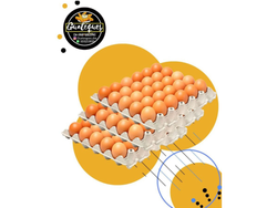 Maple de Huevo Color