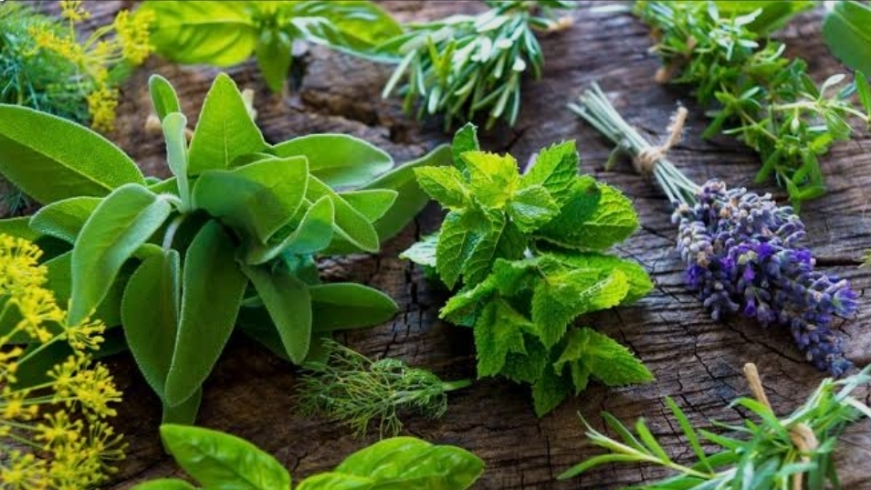 PLANTAS SANADORAS de corte biodinámico