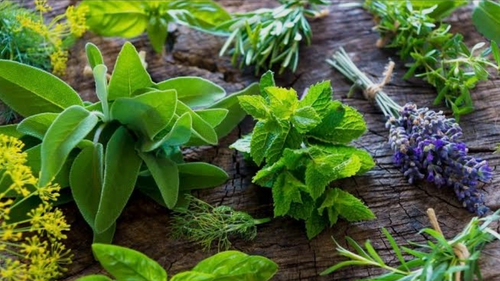 PLANTAS SANADORAS de corte biodinámico