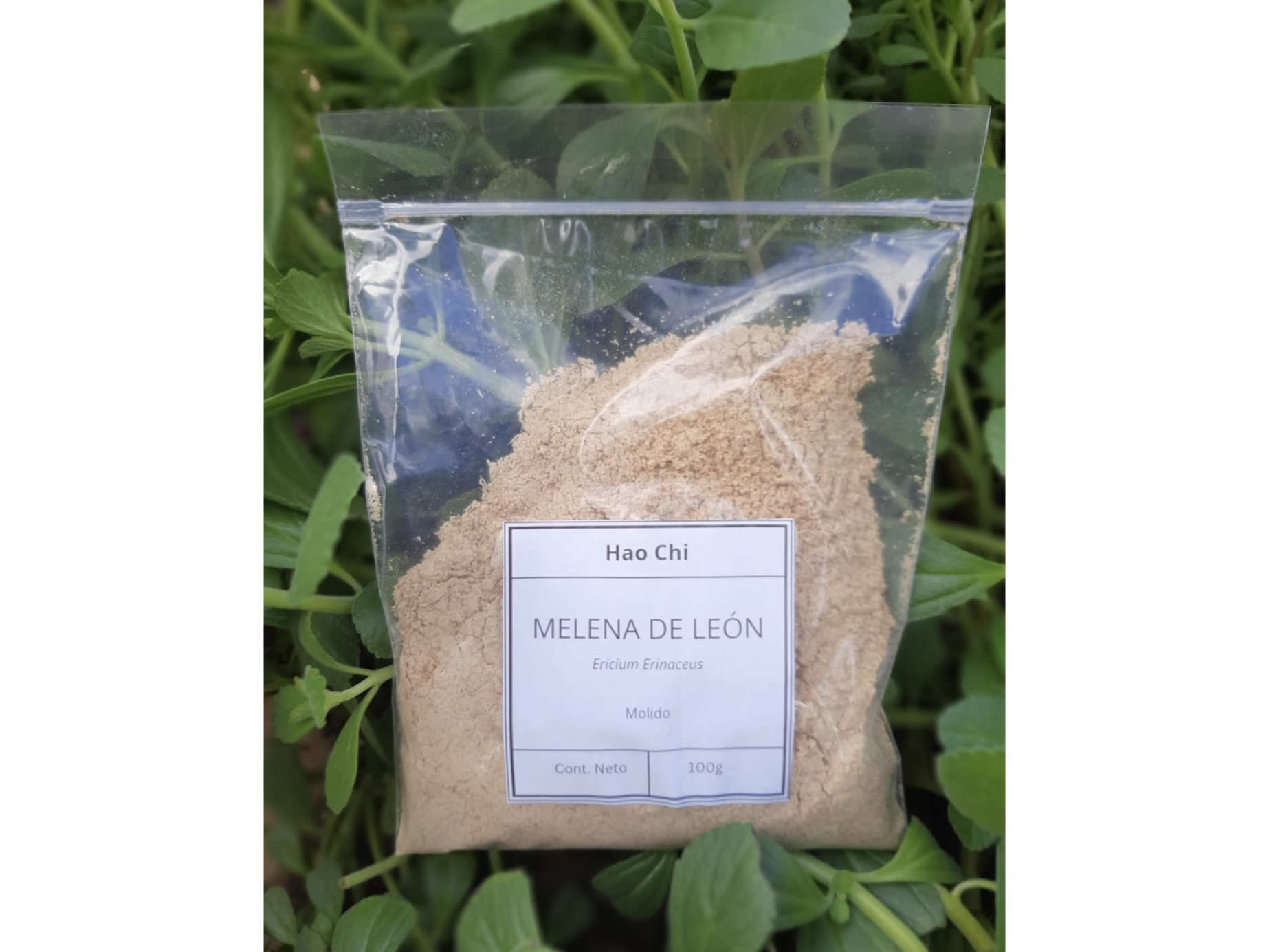 Hongo Melena de león Micropulverizado x 100g