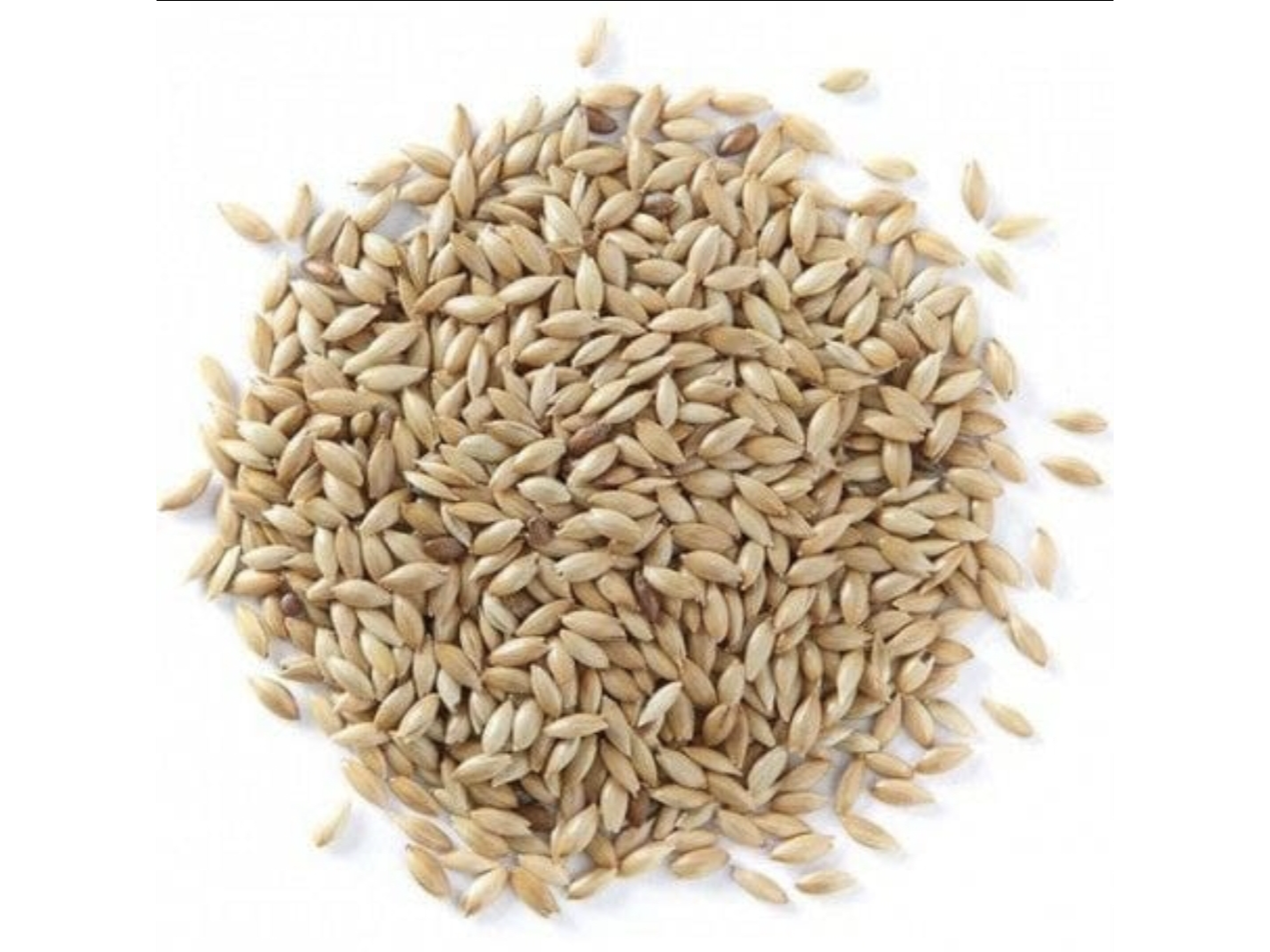Semillas de Alpiste x 200g