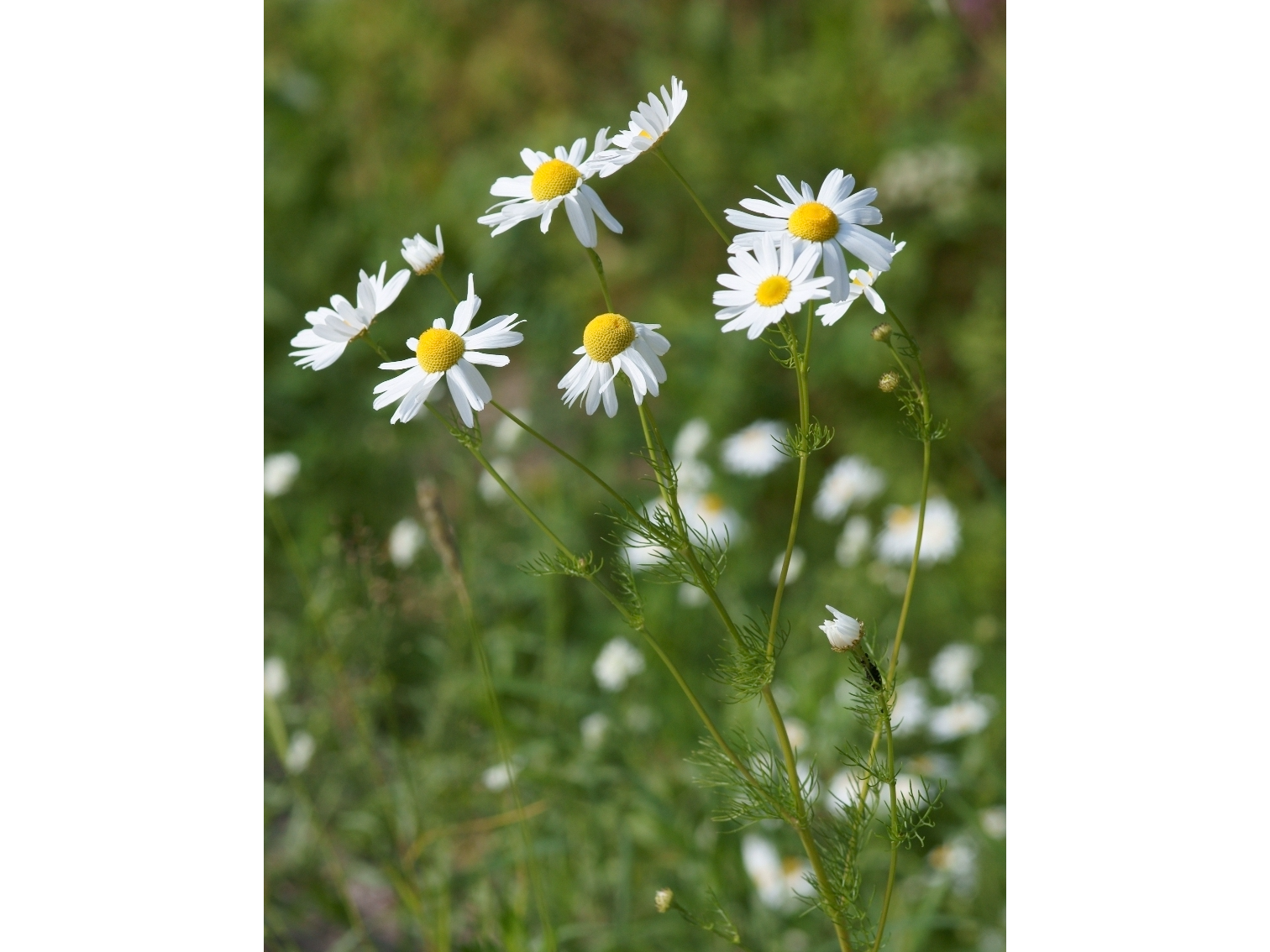 Manzanilla Flor x50g