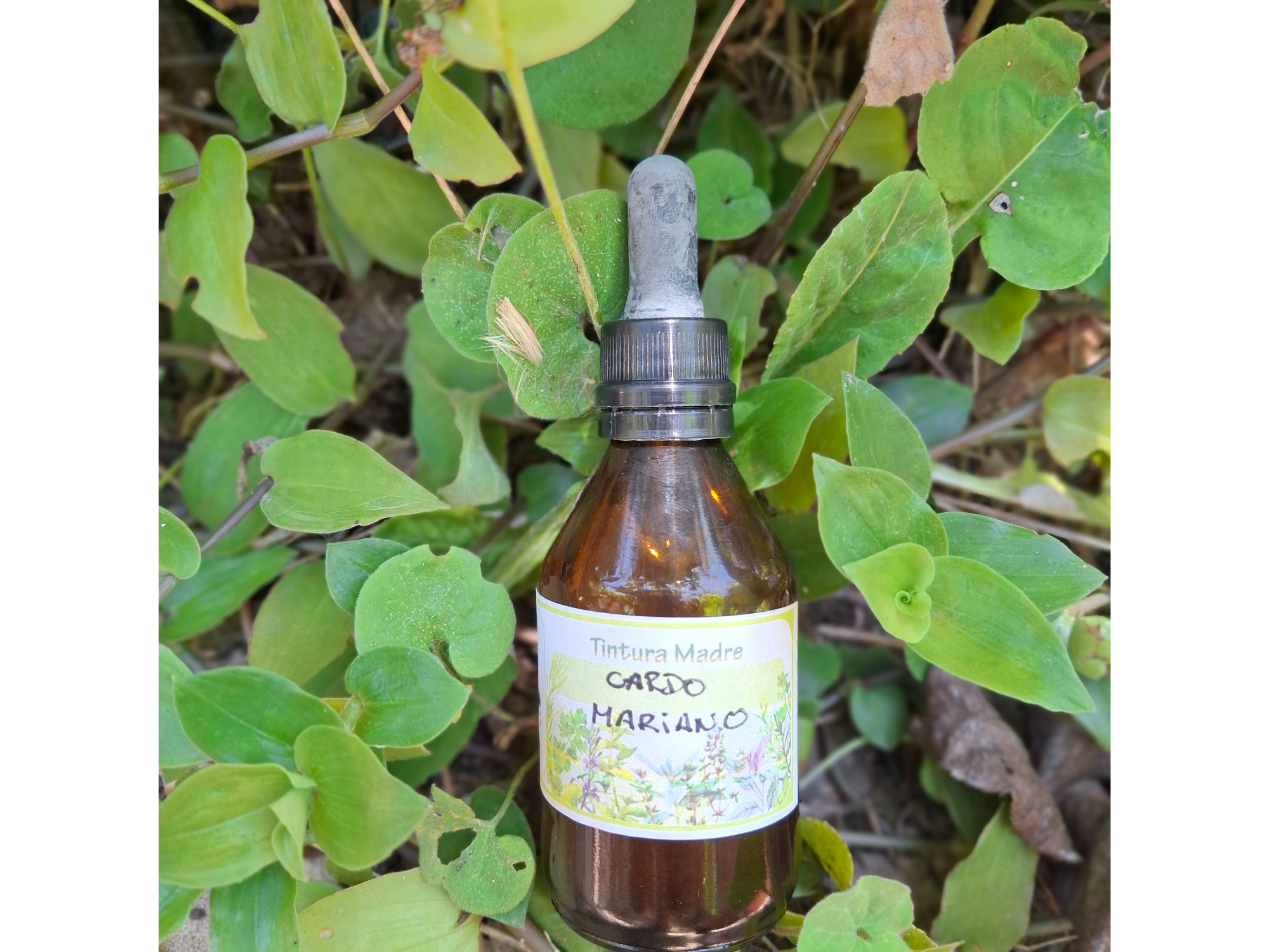 Tintura Madre de Cardo Mariano x60cc . Naturaleza Viva