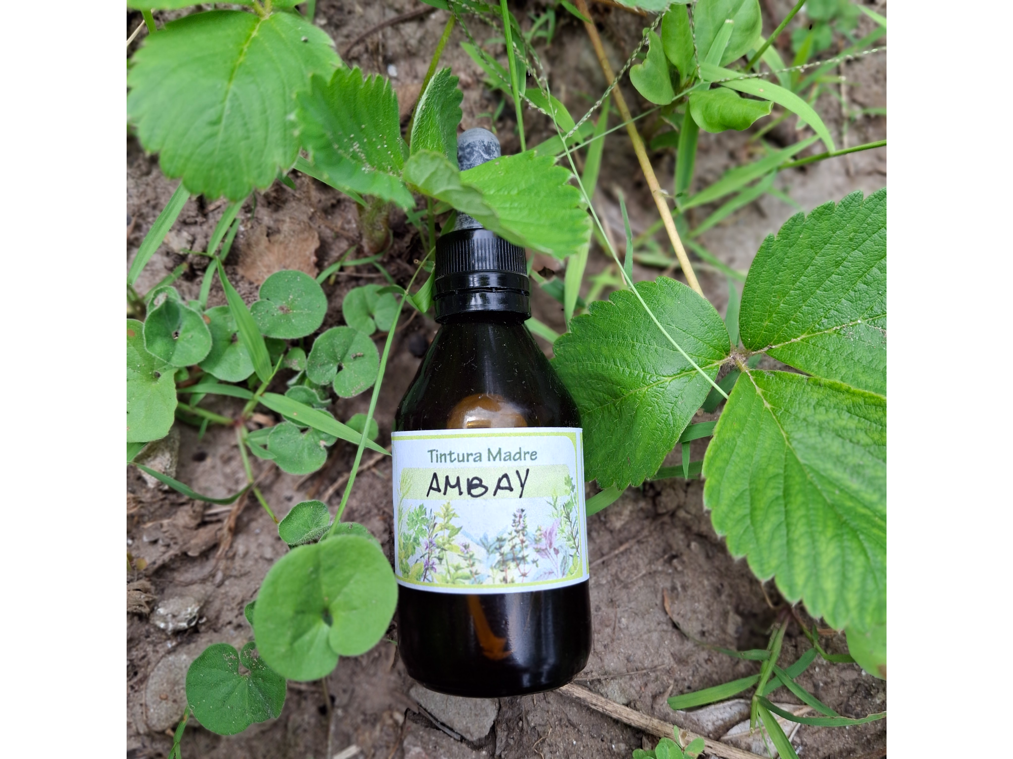 Tintura Madre de Ambay x60cc . Naturaleza Viva