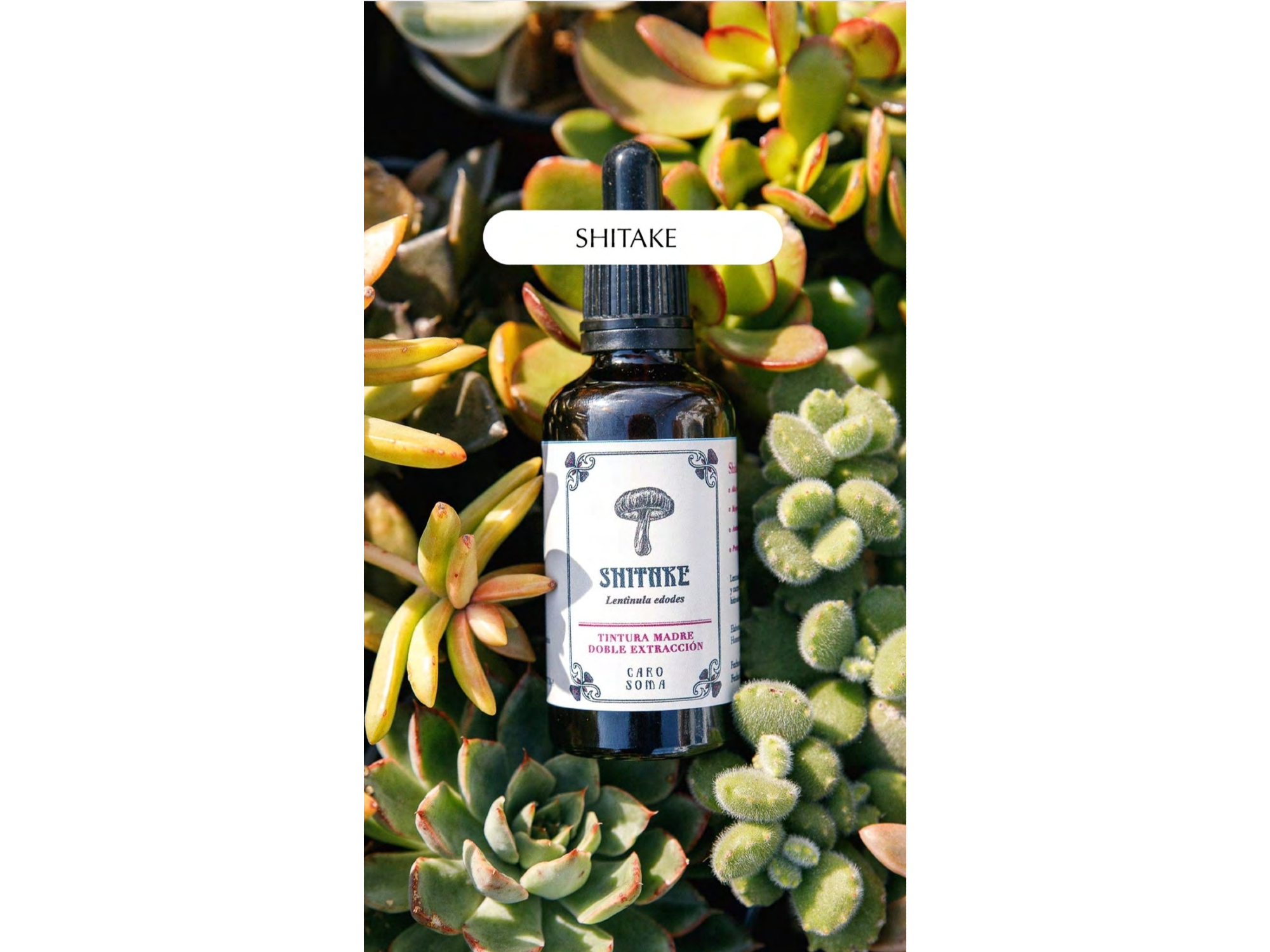 Tintura Madre de Shitake x 50ml . Caro Soma