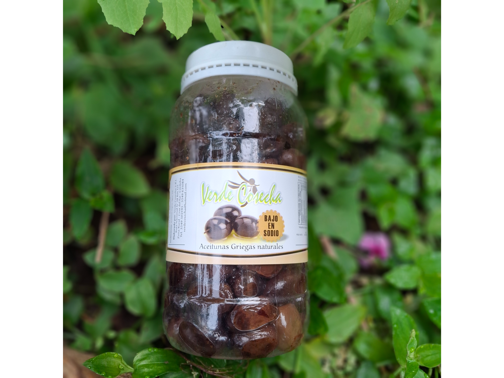 Aceitunas Griegas . Verde Cosecha