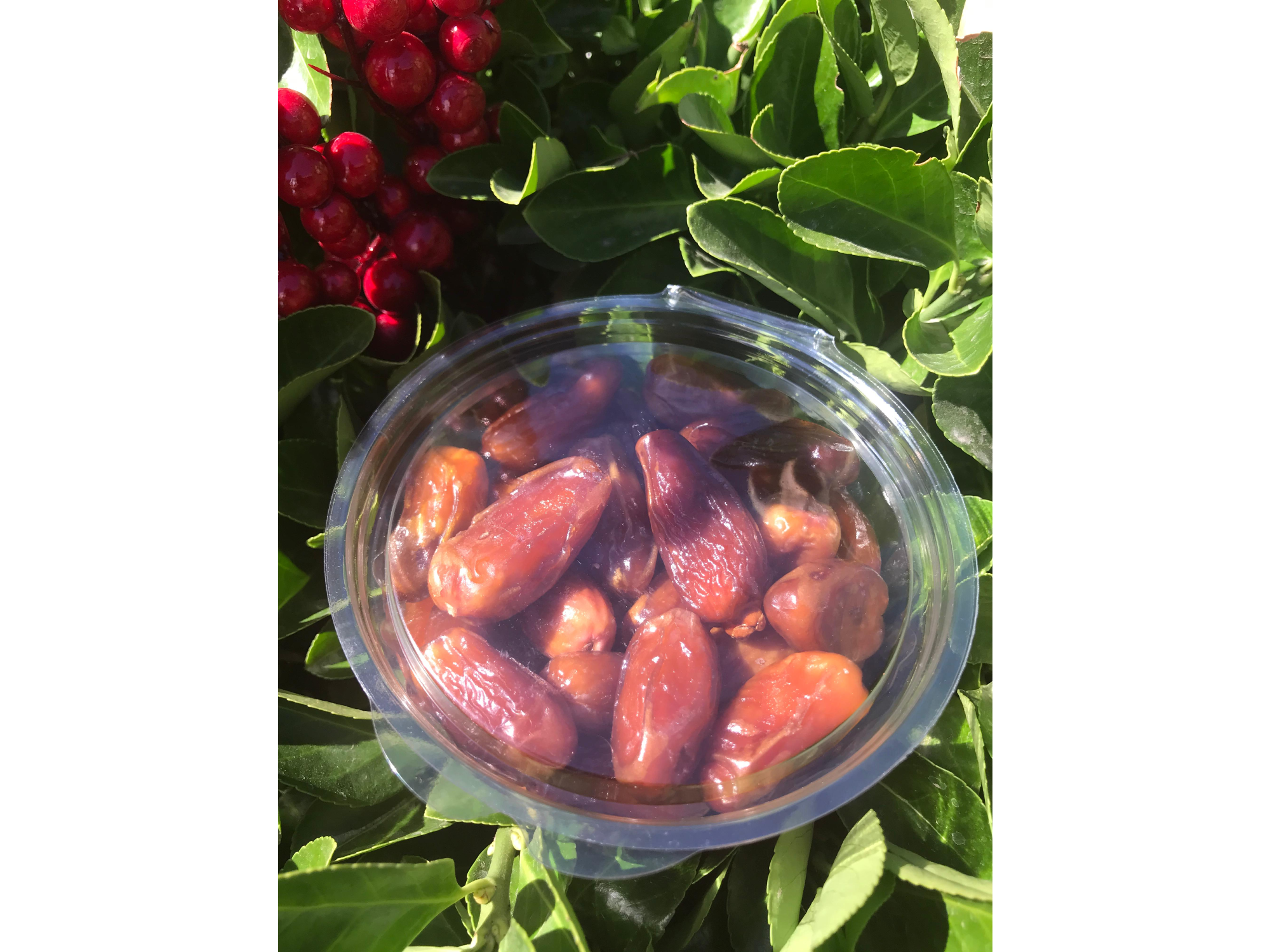 DATIL DE ARGELIA