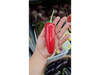 Jalapeño