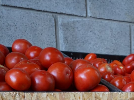 Tomate redondo 2kg