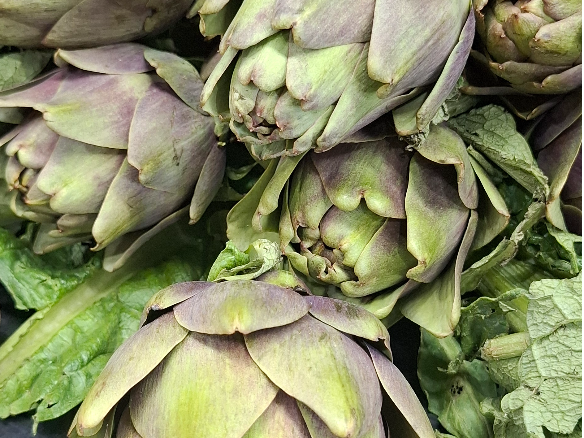 Alcaucil