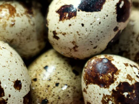 Huevo codorniz Docena