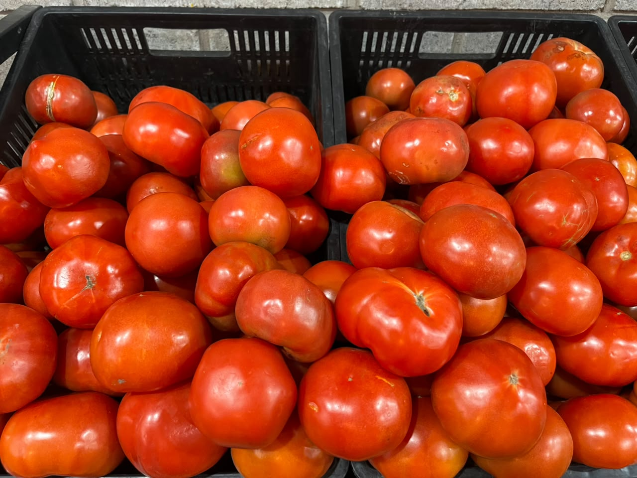 tomate redondo x 2kg