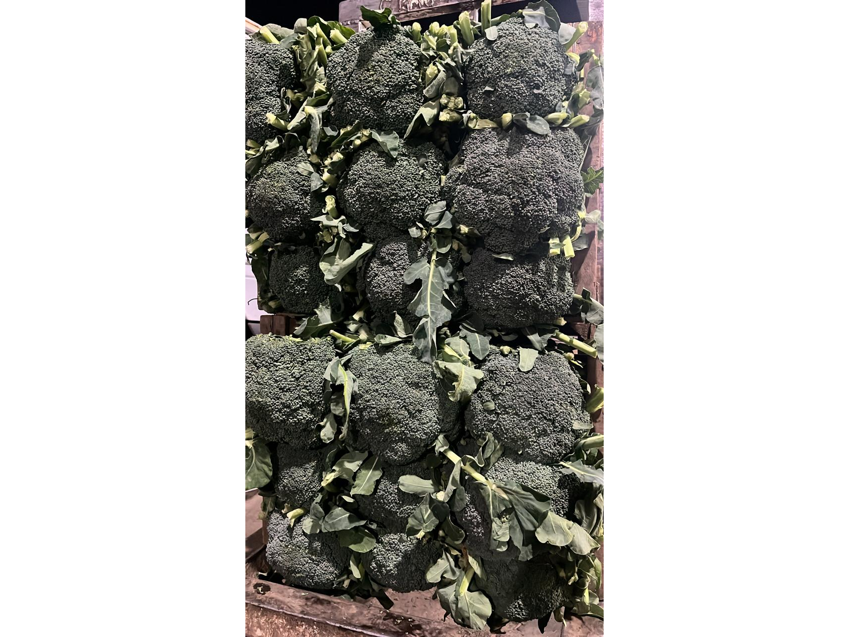 brocoli x 3 uni