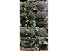 brocoli x 3 uni