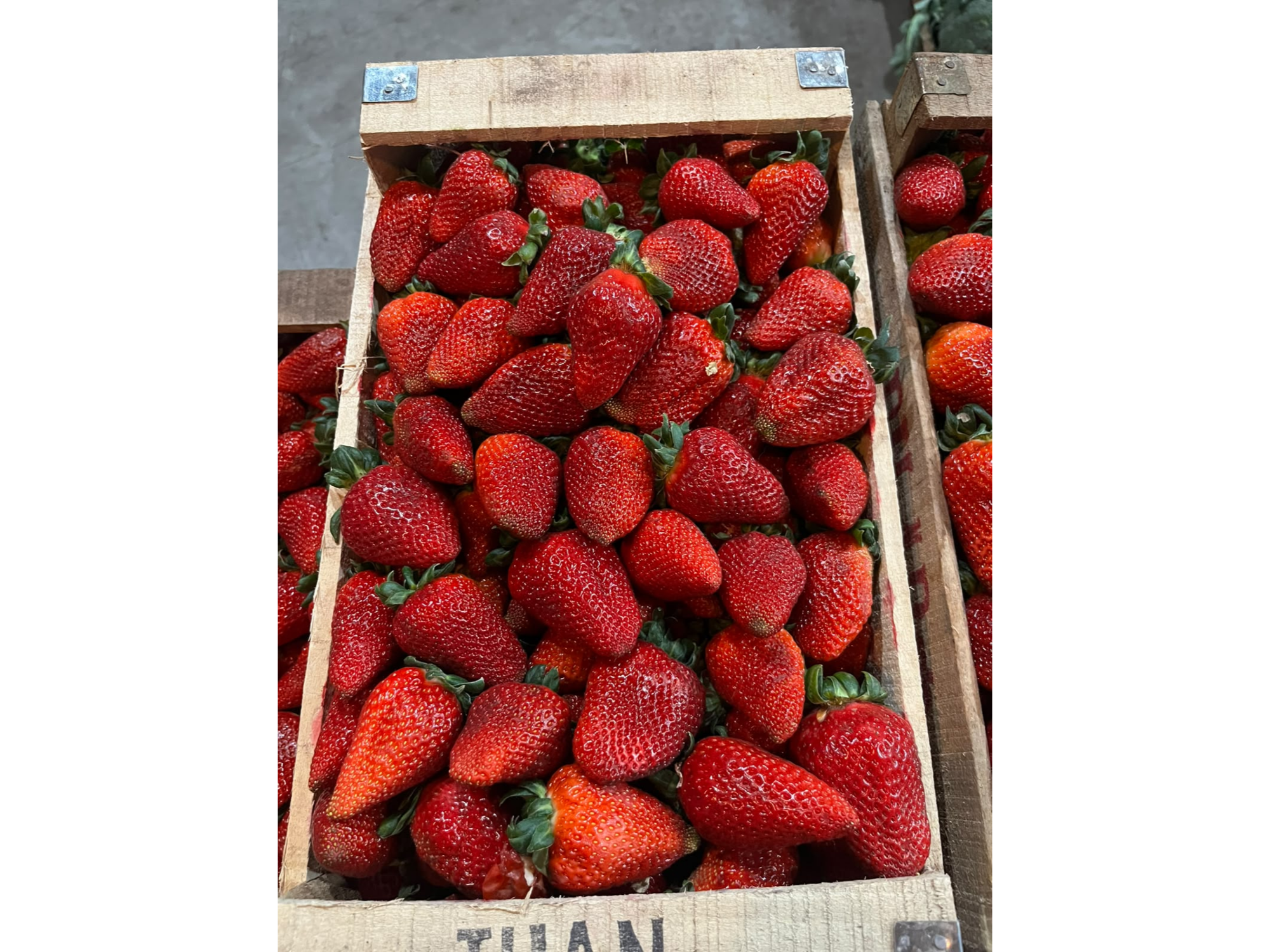 Frutilla bandeja x 5kg