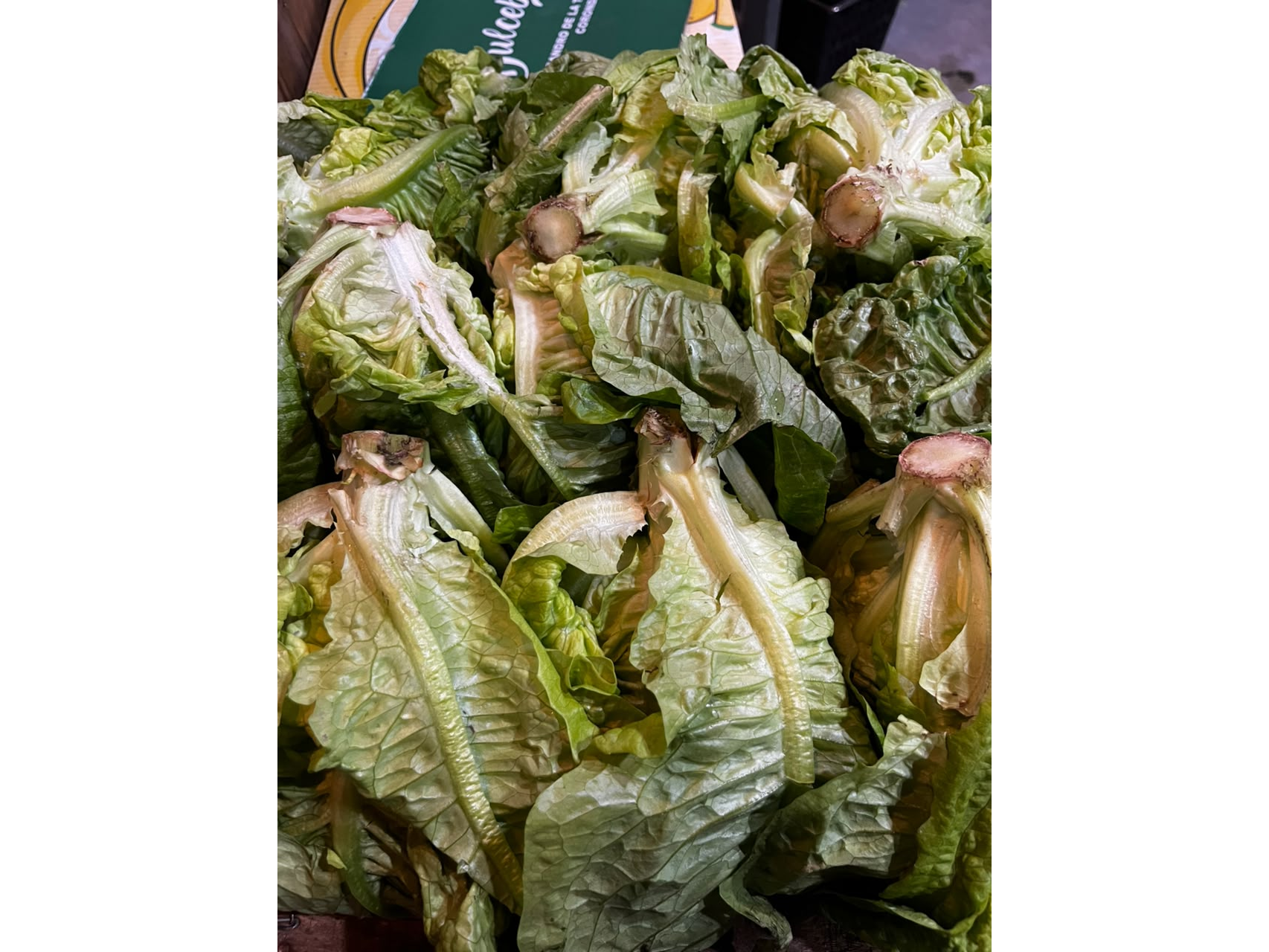 lechuga criolla 1kg