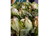 lechuga criolla 1kg