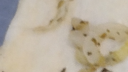 EMPANADAS  TARTAS PRE PIZZAS DISCOS de EMPANADAS PASCUALINA