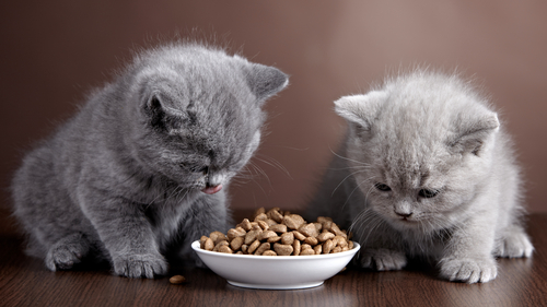 Alimentos para gatitos - 3 semanas a 12 meses -