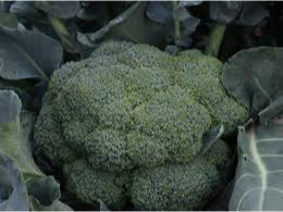 Brocoli