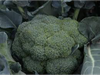 Brocoli
