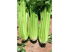 Apio