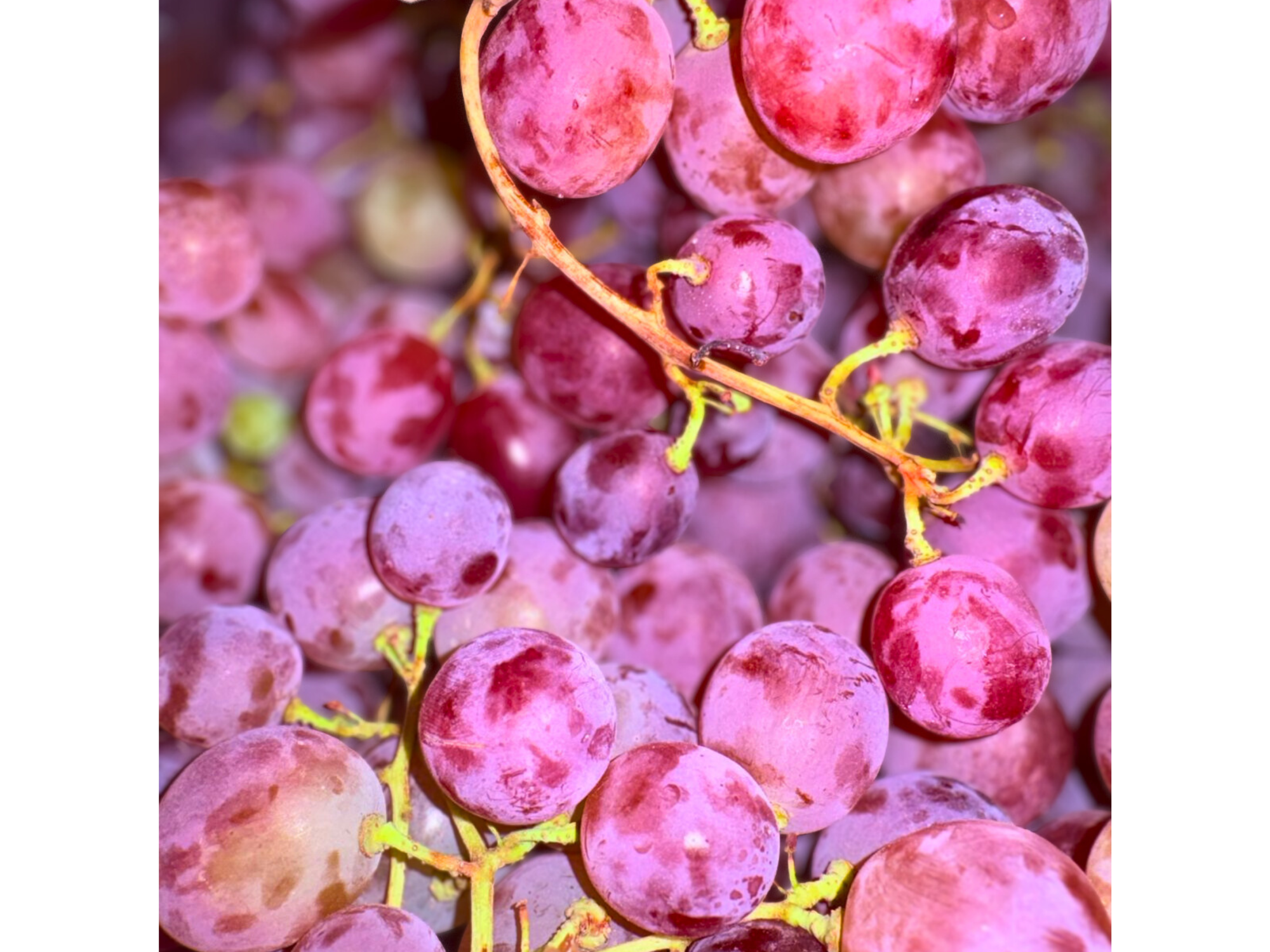 Uvas Rosadas